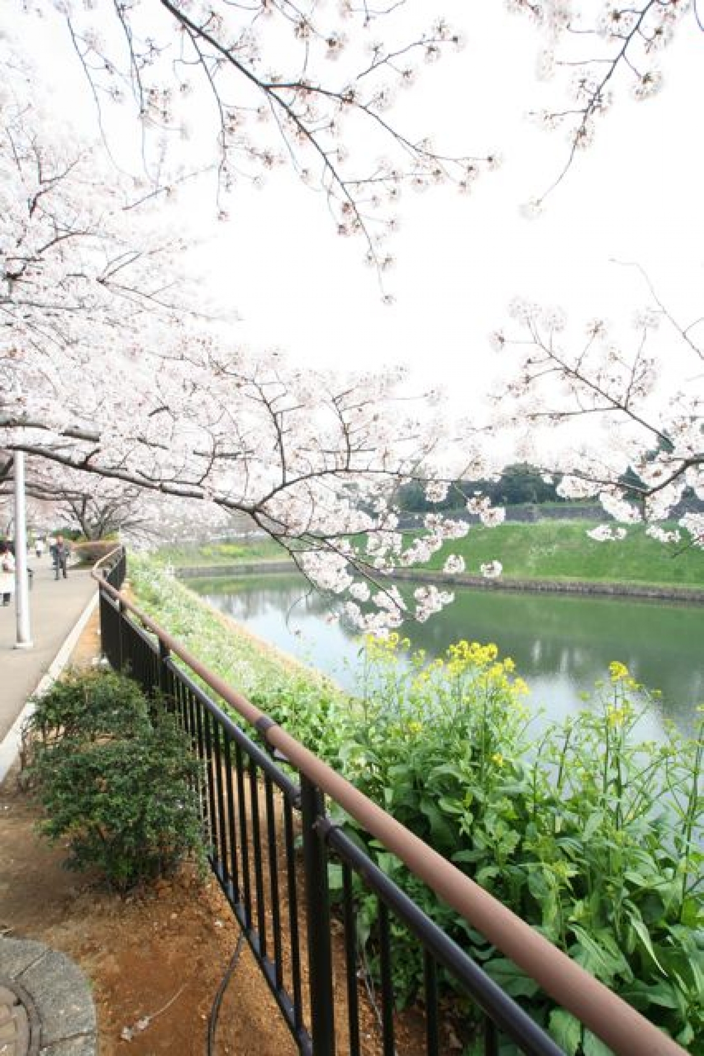 千鳥ヶ淵公園